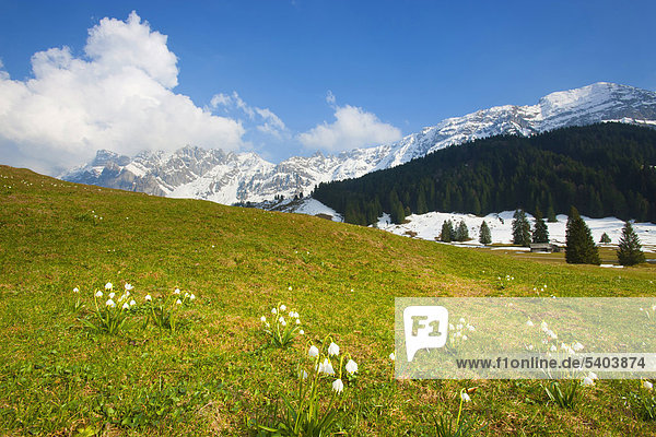 Lutertannen  Switzerland  Europe  canton St. Gallen  Toggenburg  mountains  wood  forest  snow  Alp  meadow  flowers  snowflakes  spring
