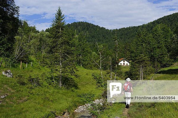 Hiker walking in the Schronbachtal valley  Isarwinkel  near Lenggries  Upper Bavaria  Bavaria  Germany  Europe