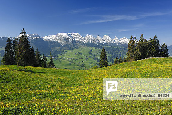 Toggenburg  Churfirsten  Wildhaus  flower meadow  mountains  valley  canton  St. Gallen  Switzerland  Europe