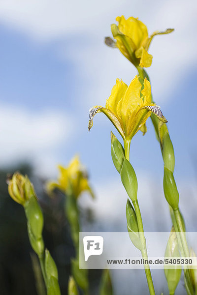Bunte Schwertlilie  Bunt-Schwertlilie (Iris variegata)