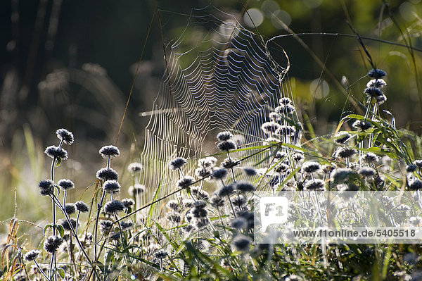 Spinnennetz an einem Herbstmorgen