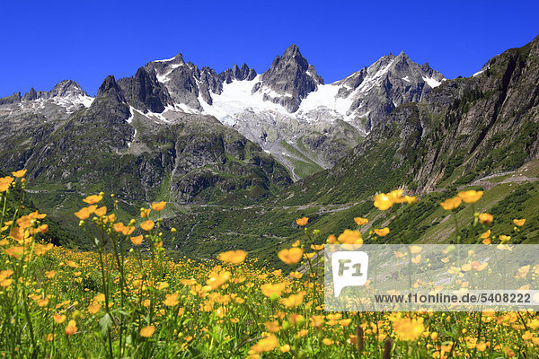 Alpen Berg Bergpanorama Gebirge Berg Flora Bergfruhling Bergpanorama Blume Wiese Flora Fruhling Funffingerstock Berge Gletscher Panorama Pass Hahnenfuss Hahnenfuss Schweiz Sommer Sonne Susten Sustenpass Uri Wasenhorn Wendenhorn