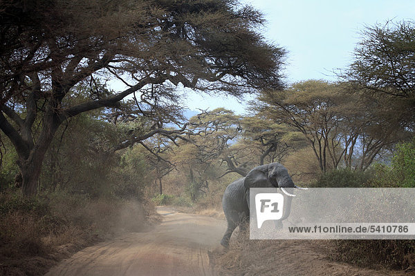 Afrika  Afrikanisch  Ostafrika  Afrika südlich der Sahara  Tanzania  Tansania  Natur  Safari  Reisen  Reiseziele  Wildtiere  Welt Standorte  Tier  Tiere  Loxodonta Africana  Elefant  Elefanten  Wald  Lake Manyara Nationalpark  Reservierung Gebiet  Road