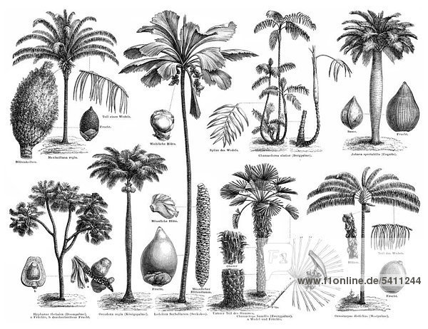 Historische zeichnerische Darstellung, Übersicht über verschiedene Palmengewächse oder Palmen ...