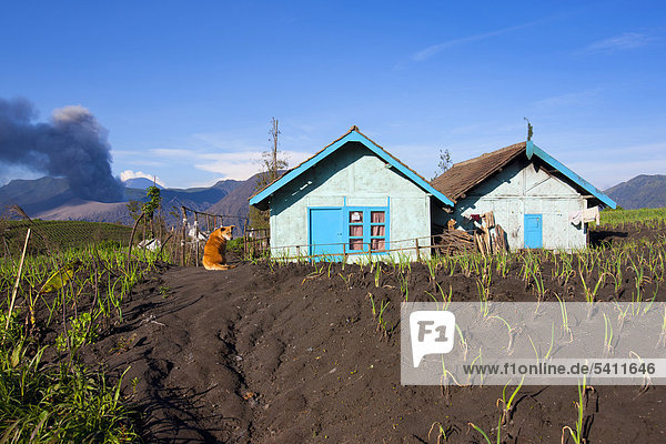 Wohnhaus Gebäude Rauch Vulkanausbruch Ausbruch Eruption Geologie Hund Vulkan Dorf Feld Haustier Asche Asien Indonesien Java