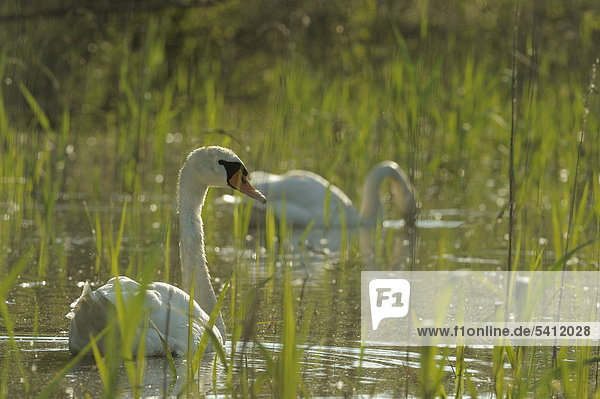 Höckerschwäne (Cygnus olor)  Nationalpark Donauauen  Österreich  Europa