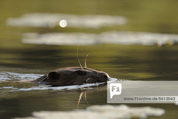 Europäischer Biber (Castor fiber)  schwimmend  Nationalpark Donauauen  Österreich  Europa