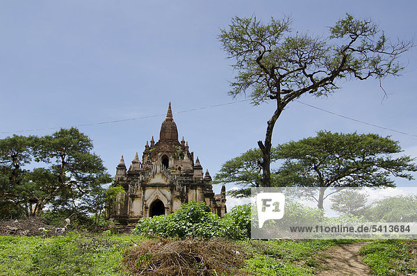 Baum und alte buddhistische Pagode  Pagodenfeld  Tempel  Zedi  Bagan  Pagan  Nyaung U  Shwezigon Pagode  Burma  Birma  Myanmar  Südostasien  Asien