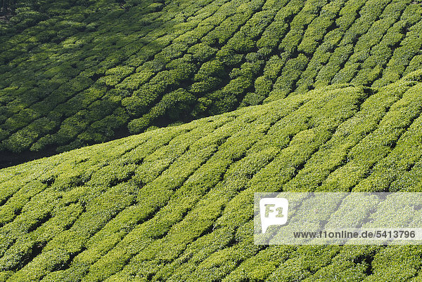 Tea plantation  near Munnar  Kerala  South India  India  Asia