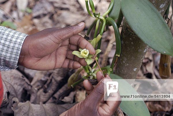 Manual pollination of a flower for the cultivation of vanilla pods  vanilla plantation in Thekkady  Kerala  South India  India  Asia
