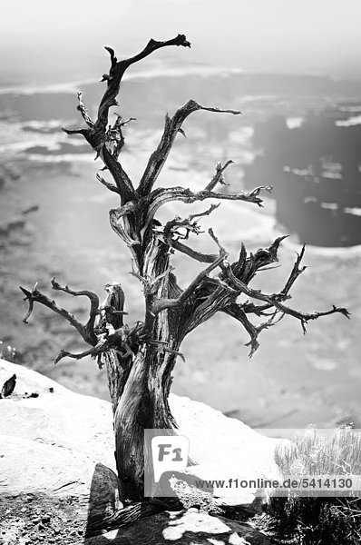 Toter Baum  Grand View Point  Island in the Sky  Canyonlands Nationalpark  Utah  USA