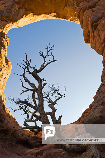 Baum im Turret Arch Felsbogen  The Windows Section  Arches Nationalpark  Utah  USA