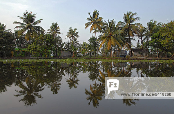 Palmen spiegeln sich in den Backwaters nahe Kumarakom  Kerala  Indien  Asien