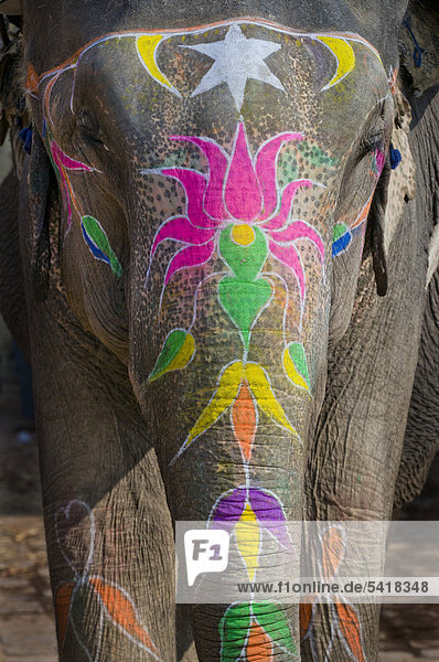 Bemalter Elefant Festung von Amber oder Amber Fort Jaipur Rajasthan Indien Asien