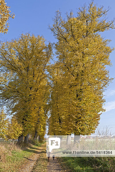 Herbstwald  Lüneburg  Niedersachsen  Deutschland  Europa