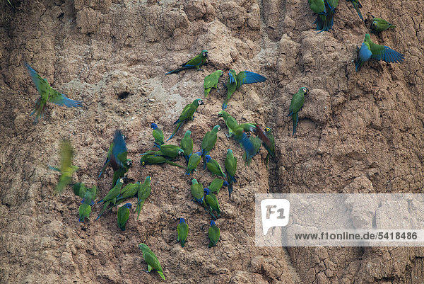 Chestnut-fronted Macaws (Ara severa) and Blue-headed Parrots  Blue-headed Pionus (Pionus menstruus) at clay lick  Amazon  Tambopata  Peru  South America