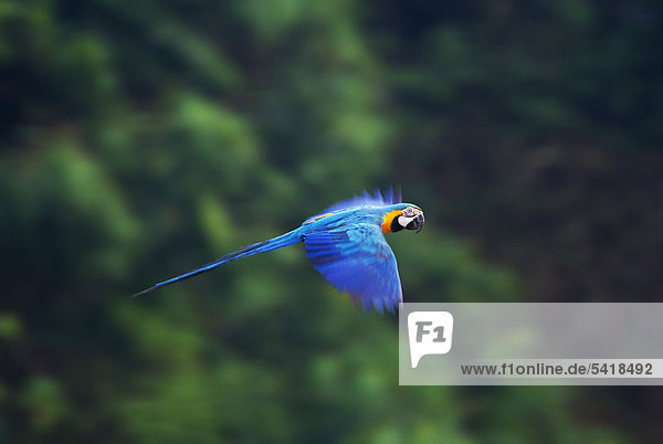 Blue and Yellow Macaw (Ara ararauna)  Tambopata  Amazon  Peru  South America