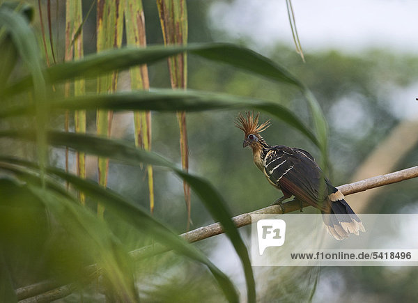 Hoatzin  Schopfhuhn  Zigeunerhuhn oder Stinkvogel (Opisthocomus hoazin)  Tambopata  Amazonas-Regenwald  Peru  Südamerika