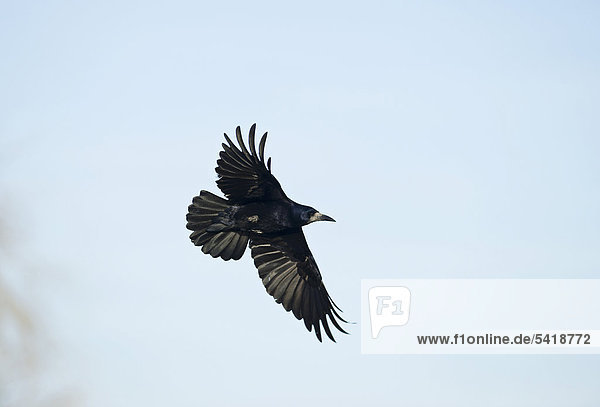 Rook (Corvus frugilegus)  Norfolk  England  United Kingdom  Europe
