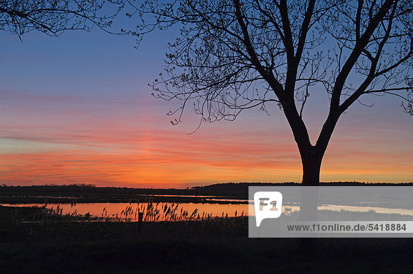 Holkham freshmarsh viewed from Lady Anne's Drive  at dusk in winter  Norfolk  England  United Kingdom  Europe