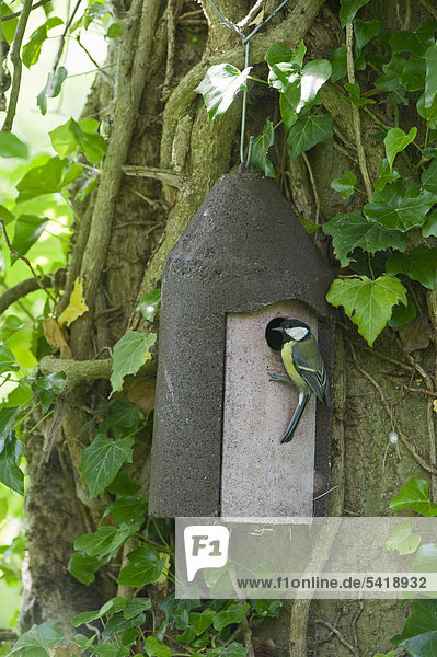 Great Tit (Parus major) feeding young in nest box  spring  Norfolk  England  United Kingdom  Europe