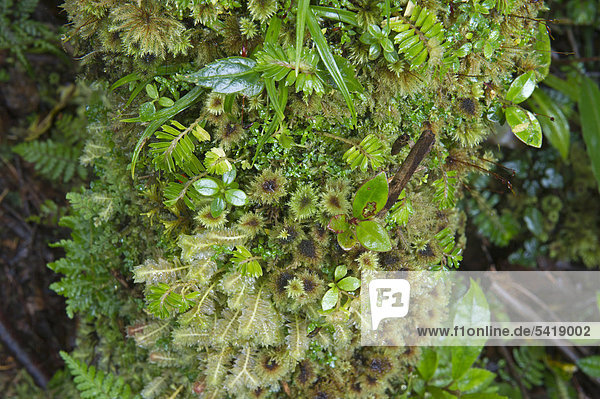 Moss  Liverwort (Marchantiophyta) on log in montane forest near Mt Hagen  Western Highlands  Papua New Guinea  Oceania