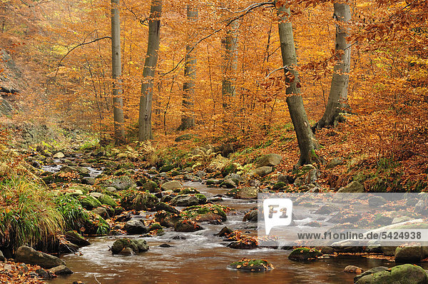 Bachlauf im Ilsetal im Herbst  Sachsen-Anhalt  Deutschland  Europa