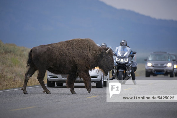 Bison (Bison bison) überquert Straße  Yellowstone Nationalpark  Wyoming  USA