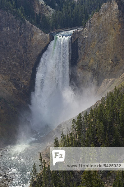 Lower Falls Wasserfälle  Yellowstone Canyon  Wyoming  USA
