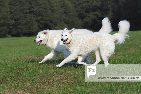 Laufende Kuvasz Hunde (Canis lupus familiaris)  Paar  Hündin und Rüde  Herdenschutzhund