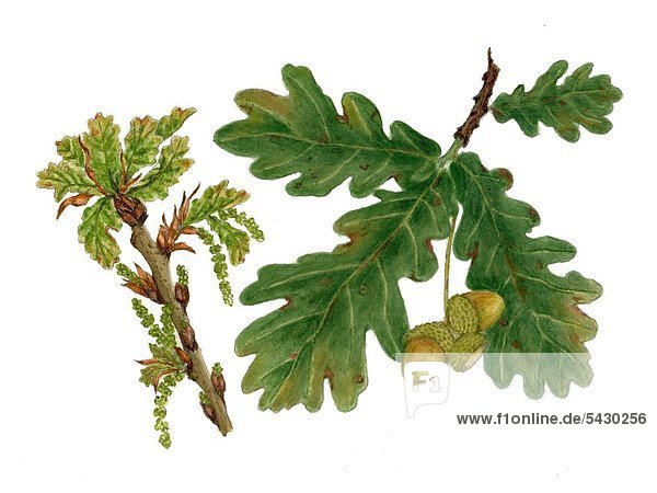 Deutsche Eiche - ( Stileiche ) ( Querus pedunculata   Querus robur ) - Zweig mit Blättern und Kätzchen   Zweig mit vier Blättern und zwei Eicheln