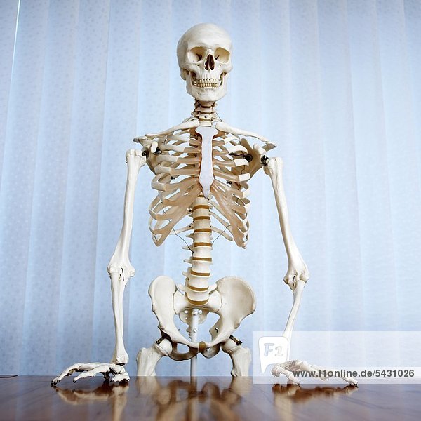 Skelett lehnt an Tisch