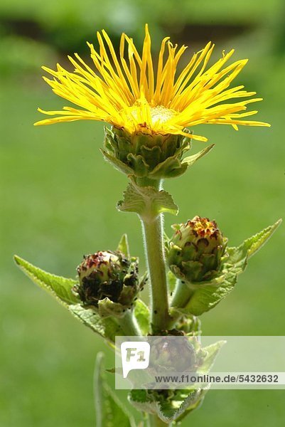 Blüte des Alant - Alant enthält ätherische Öle wirkt krampflösend auswurffördernd und regt die Magen-Darm-Tätigkeit an - Heilpflanze - medizinische Verwendung -
