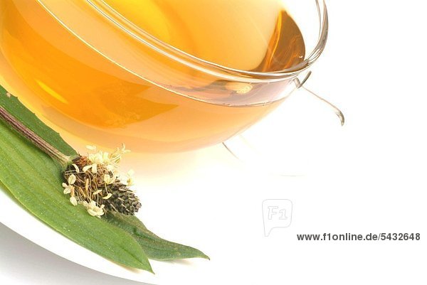 Gesundheitspflege Pflanze lang langes langer lange Wegerich Plantainbanane Tee