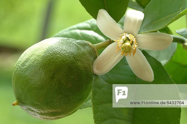 Blüte und unreife Frucht der Zitrone - Zitronenblüte - Frucht - Zitruspflanze - Zitrusfrucht - mit sehr saurem Geschmack und hohem Vitamin C - Anteil - enthält viel Pektin Phosphor Calcium Magnesium Kalium - wächst am Baum - gut für Zähne und Knochen