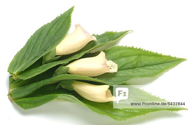 Blassgelber Fingerhut - Heilpflanze - Giftpflanze - medizinale Verwendung - drei Fingerhutblüten auf Blättern liegend