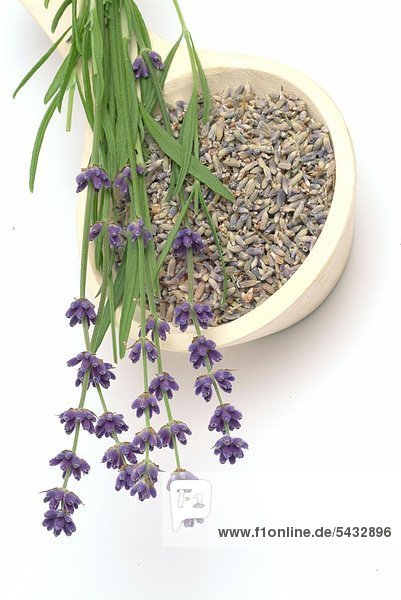 Lavendel - Heilpflanze - Duftpflanze - Gewürz - getrocknete Blüten und frische Pflanze - weiße Keramikschale
