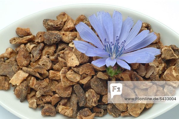 Wegwarte - eine Blüte auf getrockneten Wurzelstücken in einem weißen Teller - gewöhnliche Wegwarte - Cichorium intybus L. - Gattung der Korbblütlergewächse - Blätter und Wurzel werden bei Appetitlosigkeit und Verdauungsbeschwerden verwendet - Die Pflanze enthält Bitterstoffe - Die Wurzel ist reich an Kohlenhydraten ( Inulin ) - Blauwarte - Heilpflanze - Blüten - blau - medizinische Verwendung -