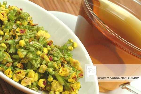 Tee aus der Schwarzäugigen Königskerze mit frischen Blüten in weißer Schale - Königskerzentee - - Heilpflanze - medizinische Verwendung - Kräutertee - Heiltee