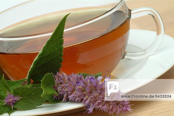 Tee aus Anisysop in gläserner Teetasse mit frischer Pflanze auf weißer Untertasse - Aniskraut - Anisysoptee - - Bienen- Duft- Gewürz- und Teepflanze - Staude mit violetten Blütenkerzen - die Blätter duften und schmecken nach Anis und sind für Tee- und Süßspeisen geeignet - medizinische Verwendung - Kräutertee