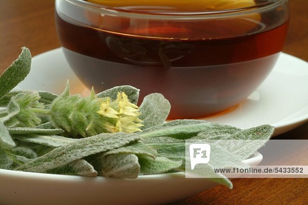 griechischer Bergtee in gläserner Teetasse mit frischen Blättern und Blüte auf weißer Untertasse - Kräutertee - Heiltee - medizinische Verwendung