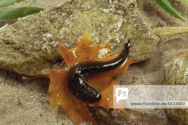 Blutegel Hirudinea medicinalis leech Nahaufnahme Blutegel im