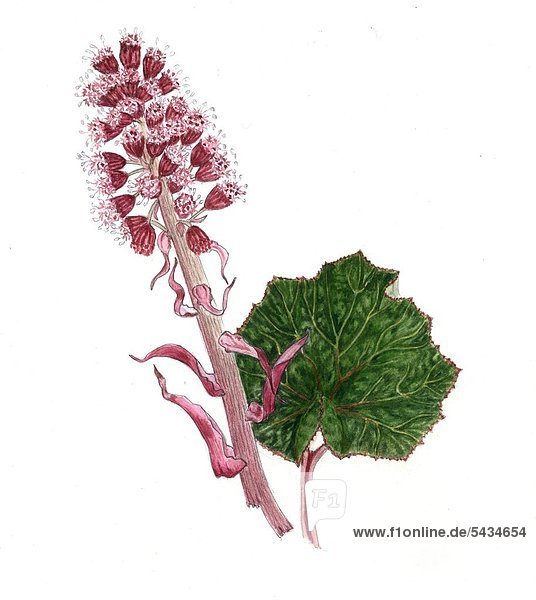 Pestwurz ( Petasites hybridus ) - Pestwurzblüte mit grundständigem Blatt -