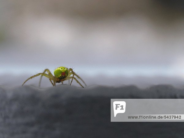 Nahaufnahme einer kleinen grünen Spinne mit comichaftem Gesicht -