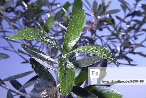 Baum Himmel Pflanzenblatt Pflanzenblätter Blatt frontal blau Olive