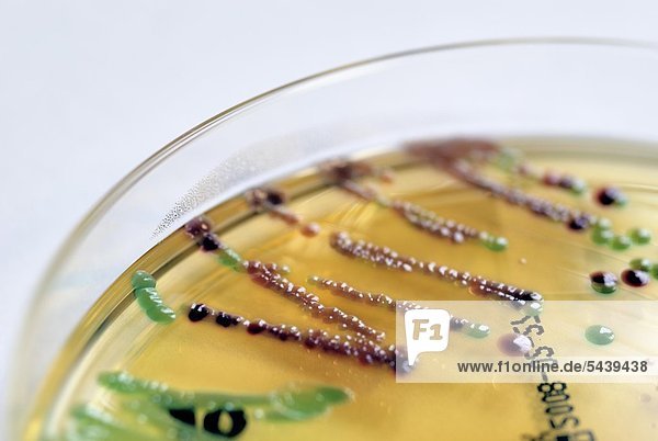 Kultur mit E. coli und Enterobacter cloacae
