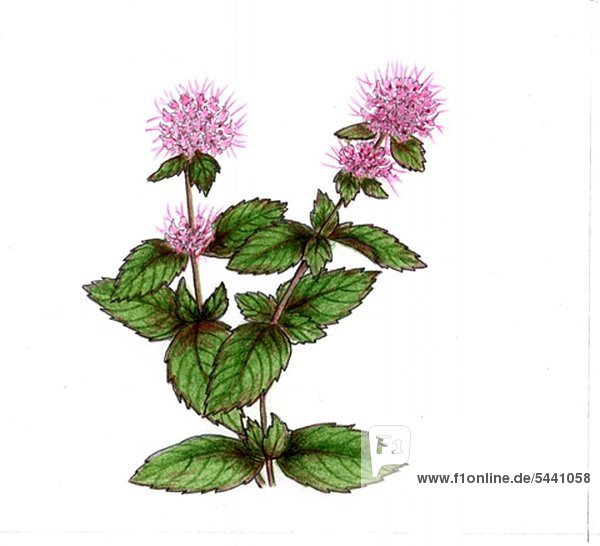 illustration - two branches of plant mint - peppermint - with blossoms on white background