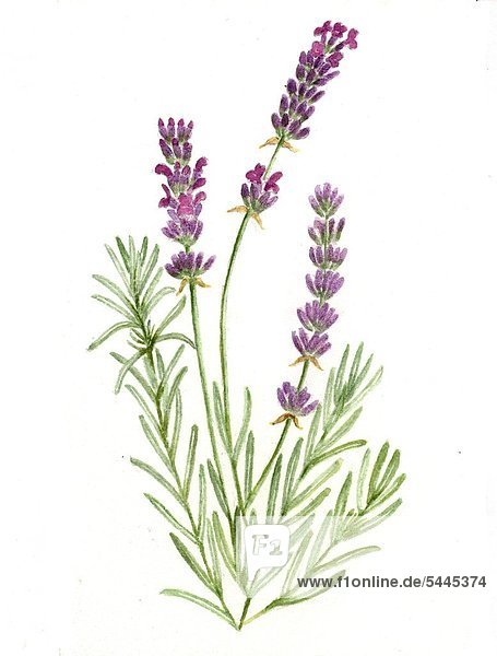 Lavendel - Pflanze mit drei Blütenstängeln - Lavendula angustifolia