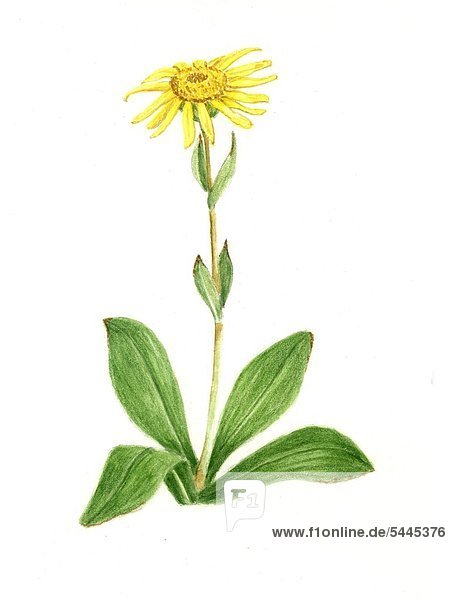Arnika - Pflanze mit einer Blüte