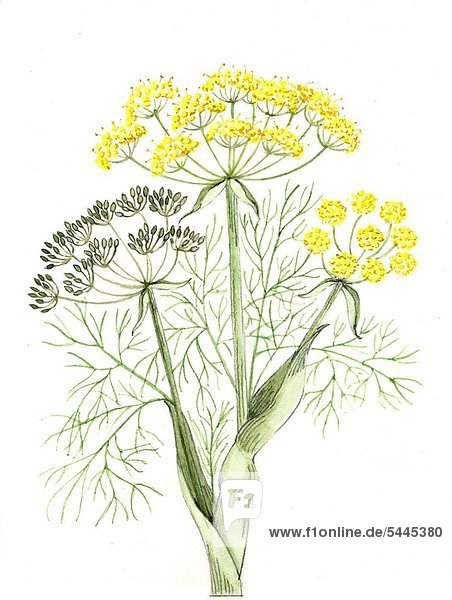 Blütenstand Fenchel - foeniculi fructus